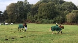Cavalli "liberi” in Liguria