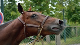 Bold Eagle, congedo anomalo