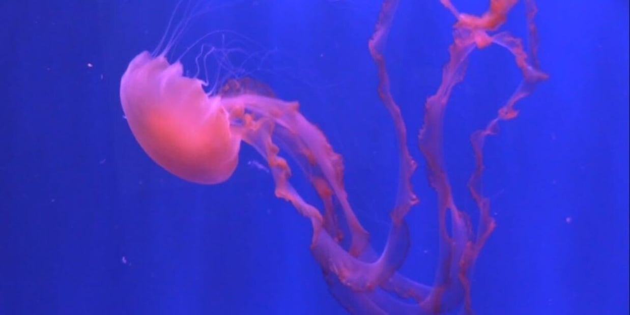 Svelati i segreti della medusa immortale