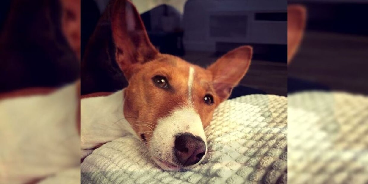 Cani, quali sono le razze più antiche del mondo