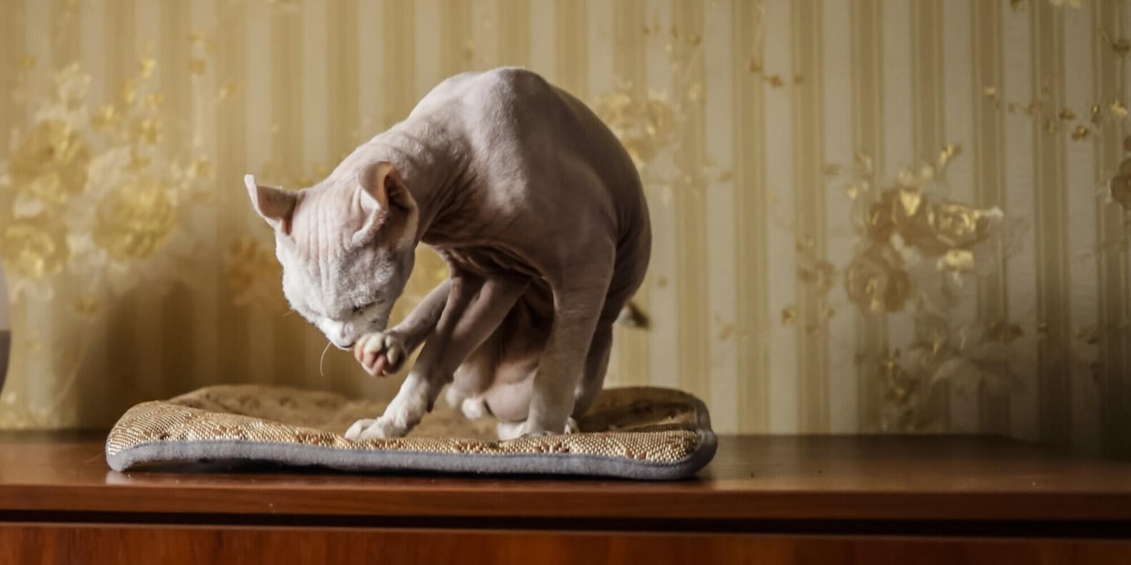 Le 10 razze di gatti che non perdono pelo e non danno allergia