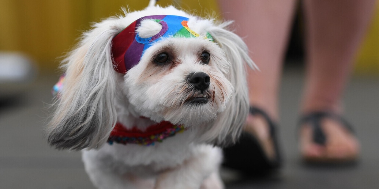 Le razze di cani più intelligenti: ecco il nuovo studio