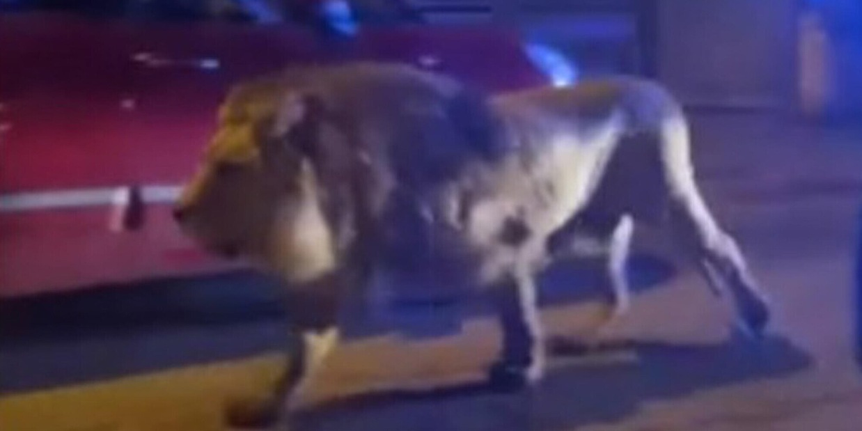 Leone Ladispoli, il gestore del Circo shock: “È stato terrorismo”