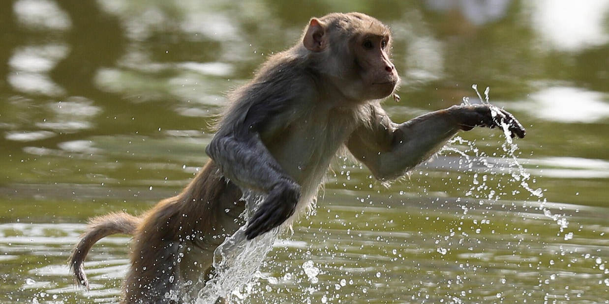 Paura in Cina per il virus delle scimmie: "È come il Covid"