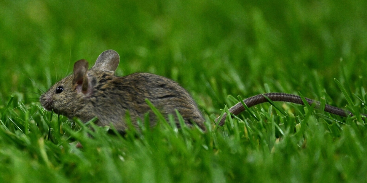 Manchester United, c'è un problema... ratti: "Old Trafford infestato"
