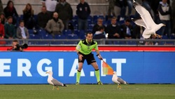 Gabbiani all'Olimpico disturbano Lazio-Inter