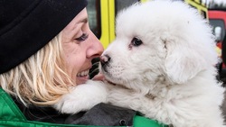 Hotel Rigopiano, trovati vivi i tre cuccioli di Nuvola e Lupo
