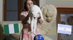 Nigeria-Argentina, il pronostico del gatto Achille