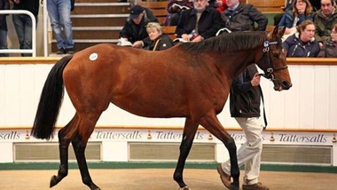 Ippica, un top price a Newmarket per Bozzi