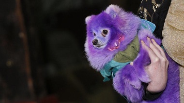 Paris Fashion Week, la vergogna del cane viola