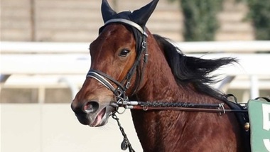 Ippica, due file piene per l'Italia