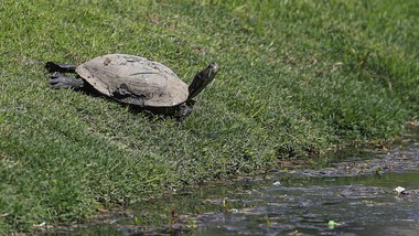 Il golf è amico dell’ambiente