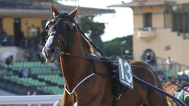 Al trotto è il Turno della Incolinx