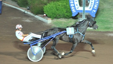 One-horse-show: Ringostarr Treb