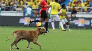 Colombia-Brasile, l'invasione di campo del cane è un assist a Neymar