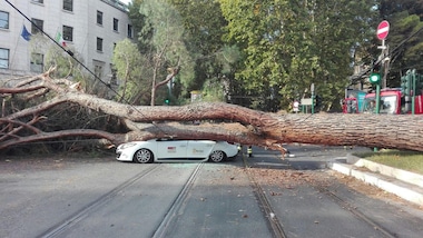 Un albero crolla su tre auto in centro a Roma