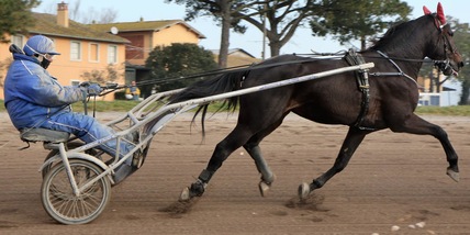 Zacon Gio, estate italiana