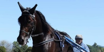 Zacon trova Vivid e Drole