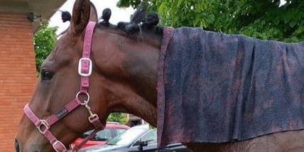 Grilli, la beffa dopo il danno