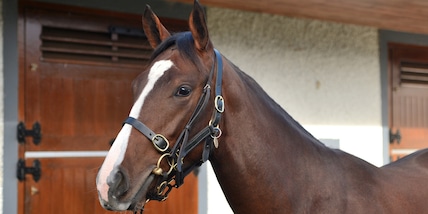 Un bastimento dall'Irlanda