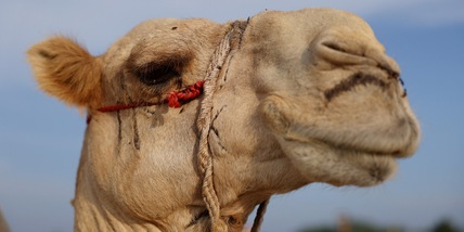 Influenza del cammello, il virus che arriva dal Qatar: cos'è, sintomi, trasmissione