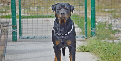 Anziana muore sbranata dai suoi cani nel Modenese