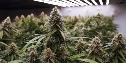 Pecore mangiano oltre 100 chili di marijuana: ecco cosa è successo dopo