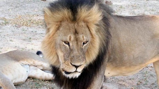 Cecil, il leone ucciso che mobilita il mondo