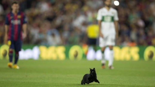 World Cat Day: il 17 febbraio è la Festa del Gatto