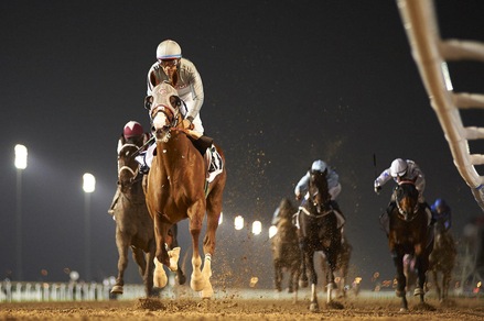 Ippica, California Chrome passeggia a Meydan