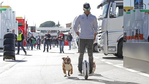 Hamilton porta a passeggio i suoi bulldog con l'hoverboard