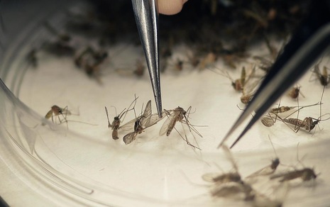 Zika, a Cuba il primo caso