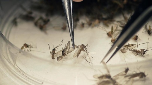 Zika, a Cuba il primo caso