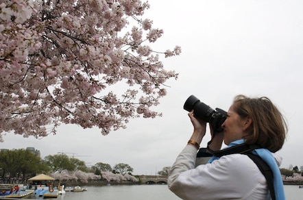 A Roma la primavera fiorisce come a Tokyo