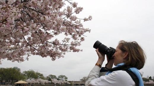 A Roma la primavera fiorisce come a Tokyo