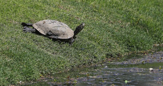 Il golf è amico dell’ambiente