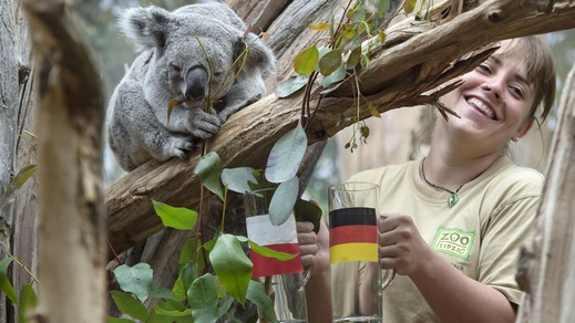 Oobi-Ooobi, il Koala indovino prevede l'Europeo