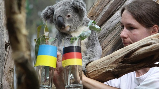 Oobi-Oobi, il Koala che prevede l'Europeo