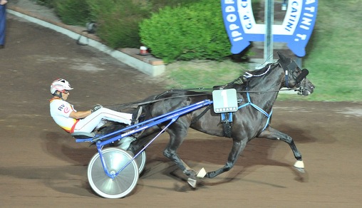 One-horse-show: Ringostarr Treb