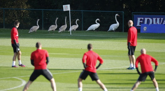 Il Galles si allena con i cigni in campo