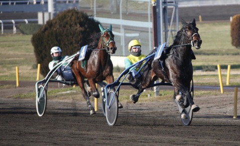 Vivid Wise As mattatore