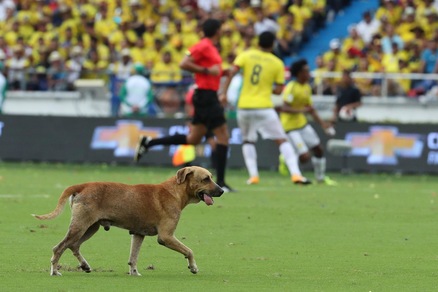 Colombia-Brasile, l'invasione di campo del cane è un assist a Neymar