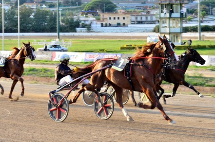 Toseland, una Freccia Kyu
