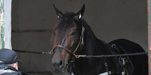 Zacon Gio, test per il France