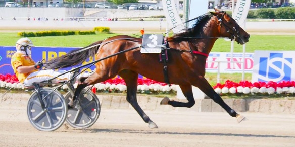 Alrajah, è One Horse Show