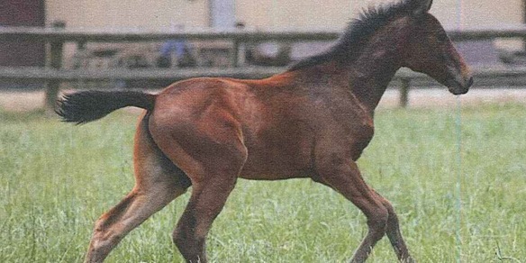 Un figlio di FTB in multiproprietà