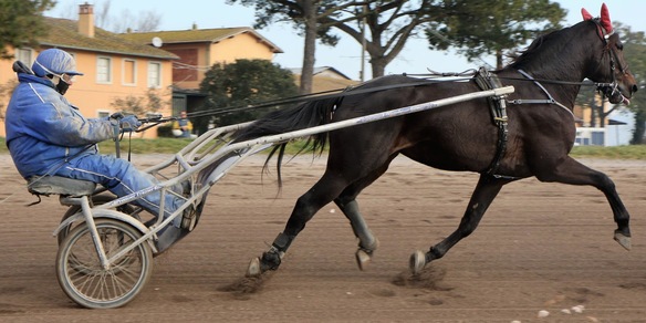 Zacon Gio, estate italiana