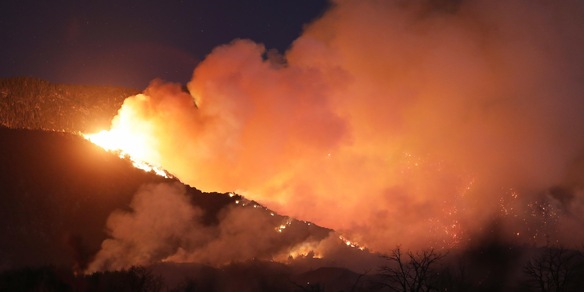 "Provocò incendio bollendo urina di orso", arrestata negli Usa