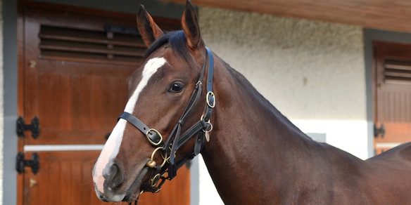 Un bastimento dall'Irlanda