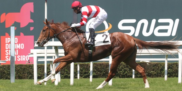 Giglio Sardo alla francese